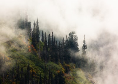 森林在雾
